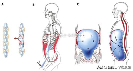 横膈膜呼吸法，对核心稳定性和颈肩痛有什么影响（横膈膜呼吸法有什么用）