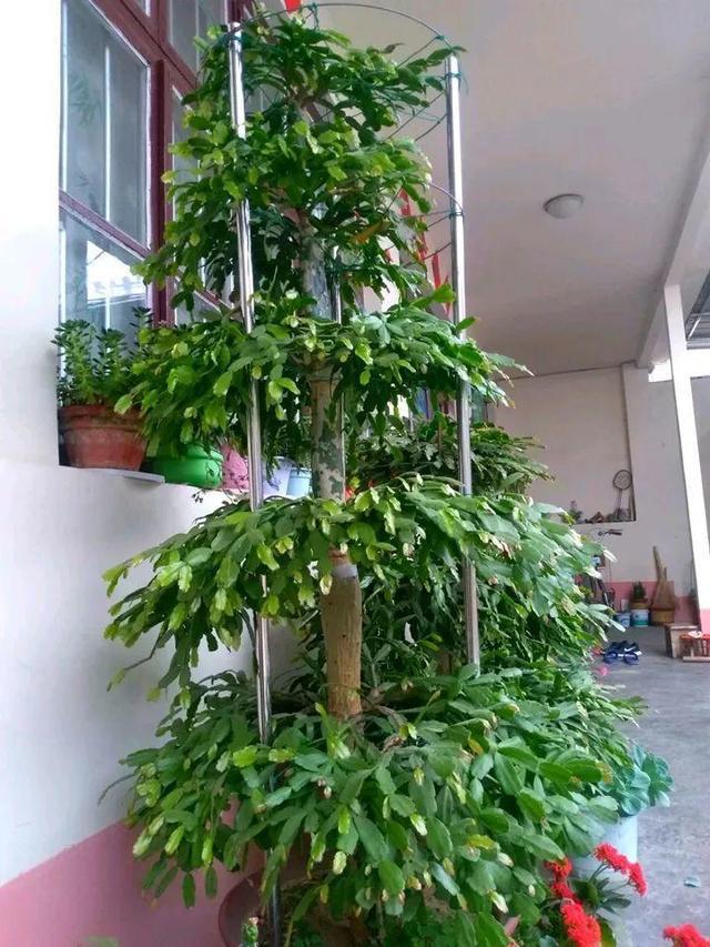 蟹爪兰怎么修剪，蟹爪兰什么时候修剪最好（蟹爪兰度夏“破败不堪”）