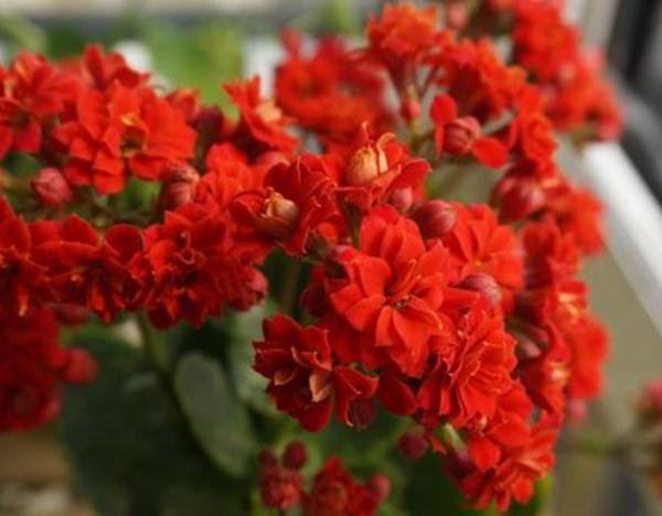 种什么花最旺财，十二生肖各不同（有条件多养这几种花）