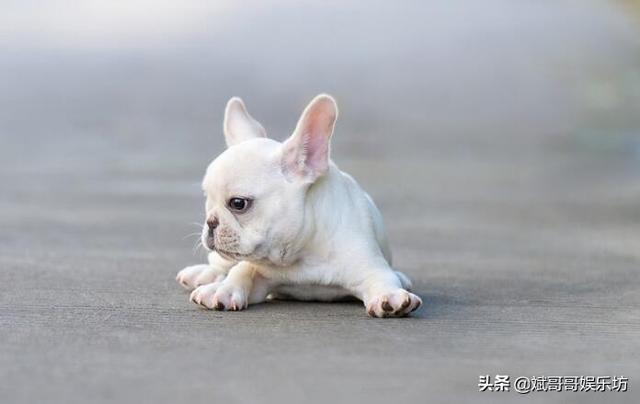 小法斗怎么看品相，小法斗如何看品相（想养可爱的小法斗要注意什么）