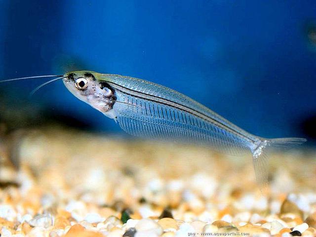 湄公河在我国境内的名称是什么，湄公河在哪里（你真的了解湄公河吗）