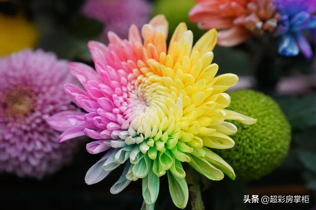 还来就菊花的意思，待到重阳日还来就菊花的意思（花中四君子的菊花你了解多少）