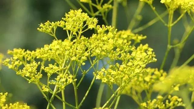 伯利恒之星花语,查自己的本命花(感受生活的温度<二>) 伯利恒之星花语,查自己的本命花(感受生活的温度<二>)