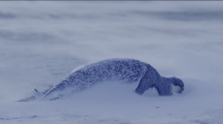 企鹅宝宝在爸爸的哪里取暖，企鹅宝宝在爸爸的哪里去了（帝企鹅爸爸为保全孩子）