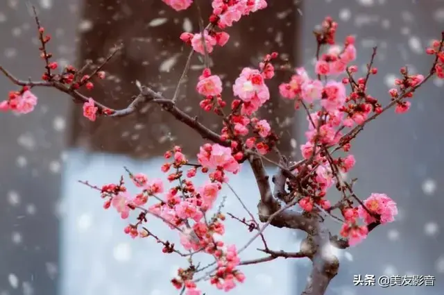 梅花诗歌，梅花诗歌自创（经典咏梅古诗词30首）