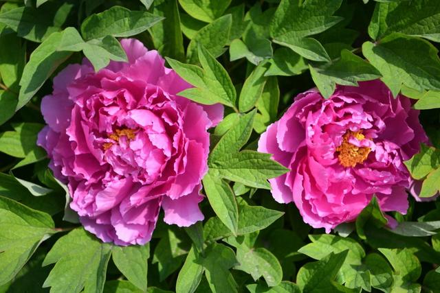 牡丹花是国花吗，牡丹花长什么样子图片（推荐牡丹为我国国花）