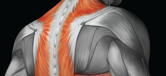 三角肌和斜方肌怎么一起练，三角肌和斜方肌几天练一次好（练好能撑起你的“男人味”）