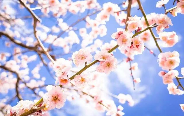 国花是什么，世界各国国花<第一辑>（俄罗斯的国花是什么）