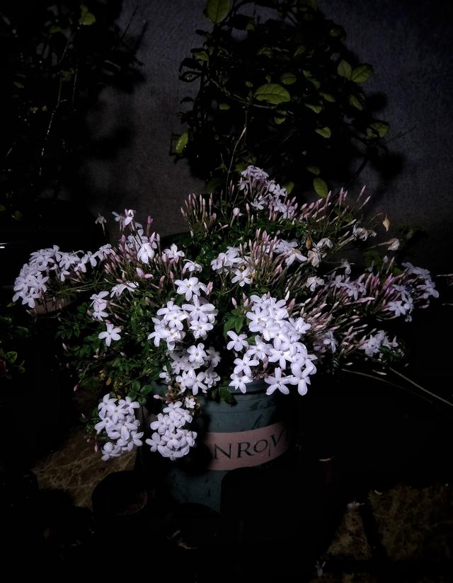 素馨花（素馨花花语，养一棵“素馨花”吧（素馨花是什么意思）