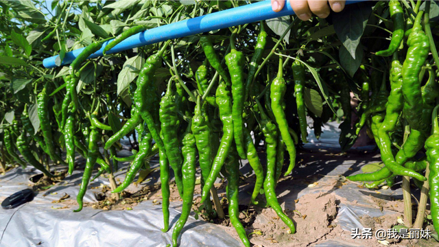 辣椒种植方法和时间，辣椒种植技术与管理方法（这个种植方法不妨打开看看）
