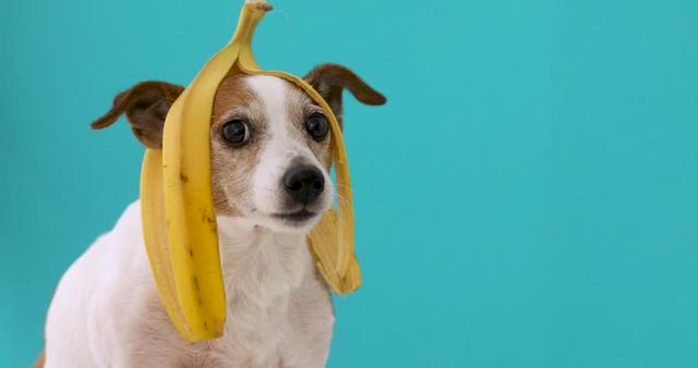狗狗能不能吃香蕉，狗子可以吃香蕉吗（对狗狗来说也是有益的吗）