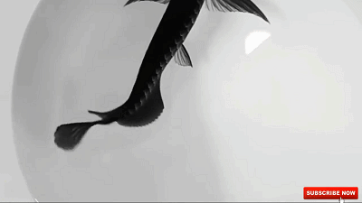 蓝龙鱼的生存环境-蓝龙鱼的简介，蓝龙鱼是热带鱼吗（看看黑龙和蓝龙！真的假的）