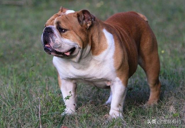 英斗和法斗的区别,英斗犬和法斗犬的区别(英斗犬)