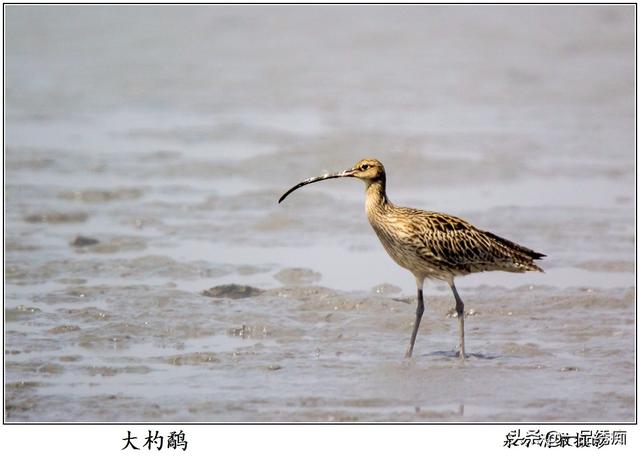 一个东一个鸟怎么读，一个东一个鸟怎么念（见过好多鸟名生僻字）