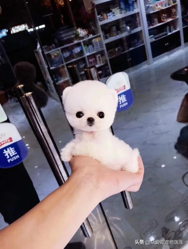 什么叫肉食犬，食肉犬有哪些（从生理学的角度给你介绍宠物狗）