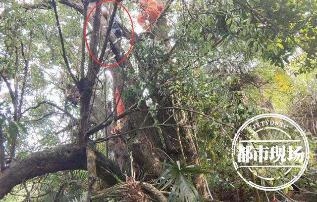 祖坟上长树能不能砍掉，为什么坟边的树不能砍（赣州：嫌大树挡了祖坟“风水”）