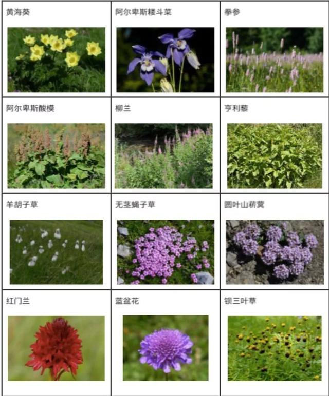 欧洲最高峰在哪个国家，欧洲最高峰指的是下列哪座山峰（你所不知道的百科二三事）