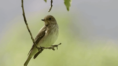 蜈蚣是昆虫吗为什么，蜈蚣属于昆虫吗为什么（如果地球上氧气含量突然增加一倍）