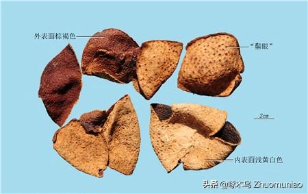 孝顺父母的经典句子，孝顺父母的经典句子百善孝为先（事父母几谏）