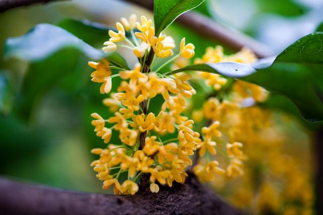 木须肉的木须是什么东西，木须肉的木须是什么东西啊（为何称鸡蛋为木须）