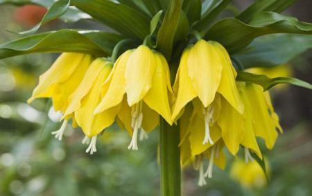 宿根花卉和球根花卉的区别，宿根花卉球根花卉一二年生花卉的比较（从此识花不求人系列）