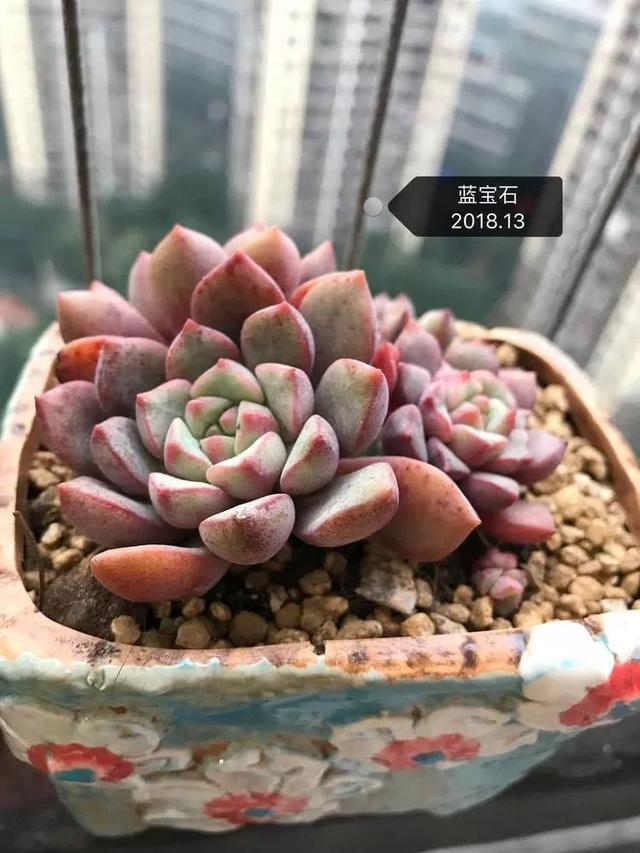 丸叶松绿怎么养，丸叶松绿的叶子可用来繁殖吗（养多肉，记名字，预防老年痴呆）