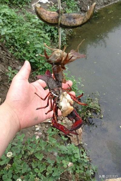 创造与魔法小龙虾钓饵怎么做，创造与魔法小龙虾饲料怎么做（疫情窝在家无聊）
