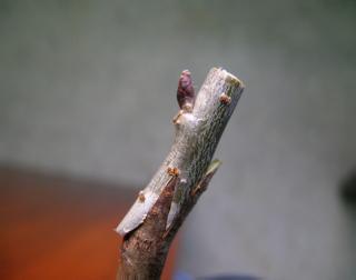 嫁接树苗的方法和技术，花木嫁接技术（关于苗木——几种常见果树的嫁接方法和时间介绍）