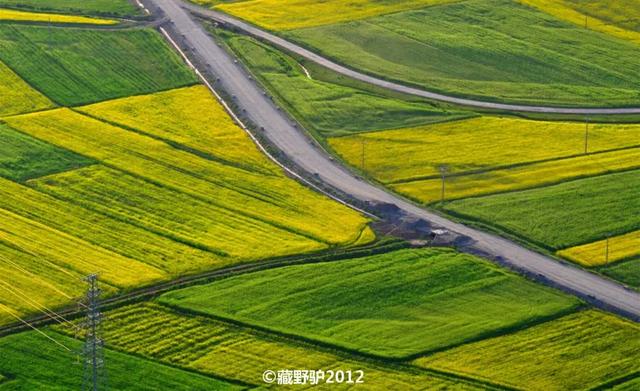 油菜花开的季节，适合家庭室内养的花与绿植（2019年全国油菜花开放时间表）