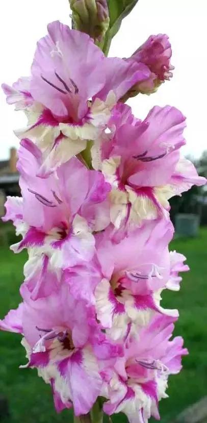 世界上有多少种花，世界上有多少种花?分别是什么（100幅美丽的花儿，赏心悦目）