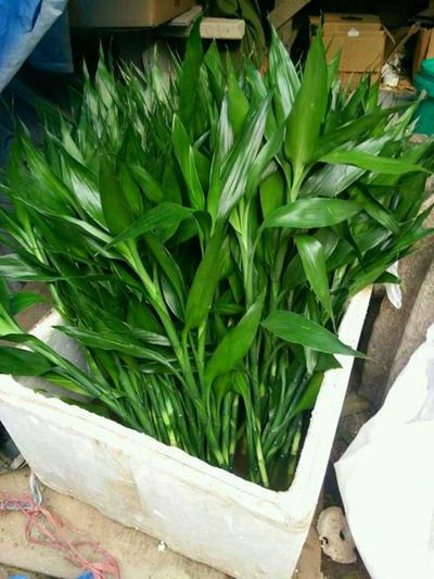 富贵竹的寓意是什么，5根富贵竹的寓意是什么（富贵竹寓意好代表福运、财富）