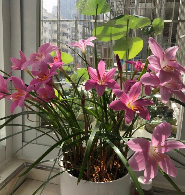 雨水是酸性还是碱性，正常雨水是酸性还是碱性（下雨多淋“雨水”）