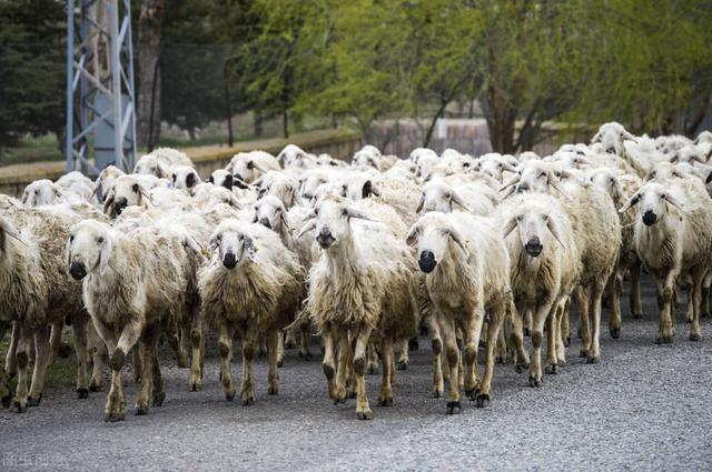 属羊的人干什么最挣钱，属羊人做什么行业发财（他靠这种方式赚钱值得借鉴）