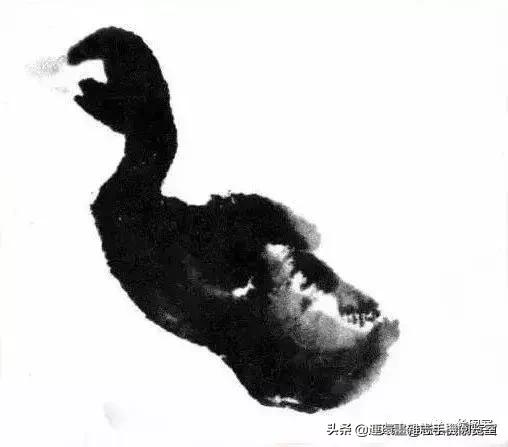 怎么画鸭子,今天星期二考试考个鸭蛋怎么画鸭子(娄师白教你画鸭子) 怎么画鸭子,今天星期二考试考个鸭蛋怎么画鸭子(娄师白教你画鸭子)