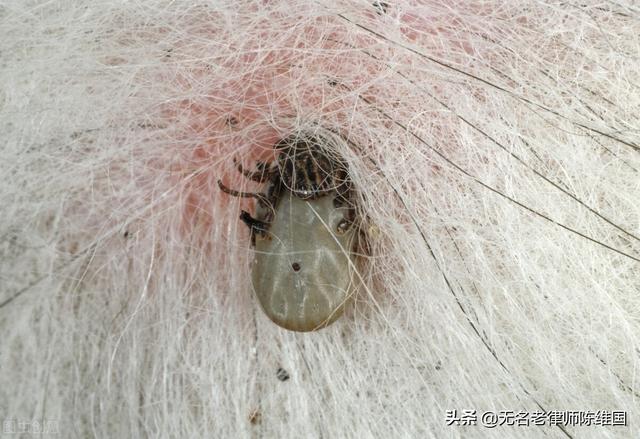 家里有蜱虫怎么处理房间，家里有蜱虫怎么处理房间（小区里溜狗可把威胁生命的草爬子带回家-养犬人你知道吗）