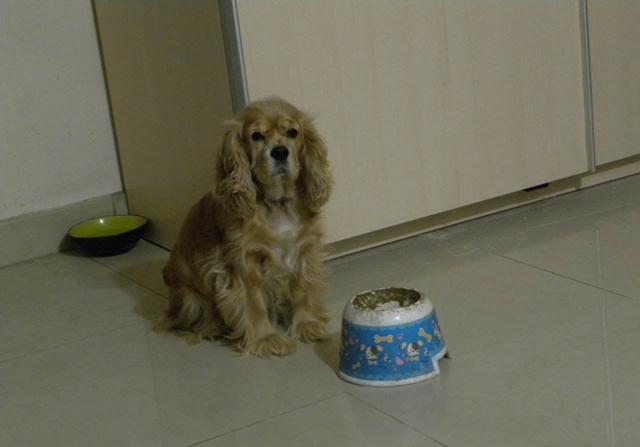 人能吃狗粮吗吃了会有什么害处吗，人能吃狗粮吗吃了会有什么害处吗视频（长期喂食泡软狗粮无助肠胃吸收）