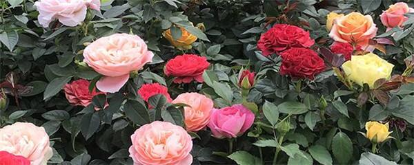 玫瑰花修剪方法图解，玫瑰花怎么修剪（玫瑰花怎么修剪才茂盛）