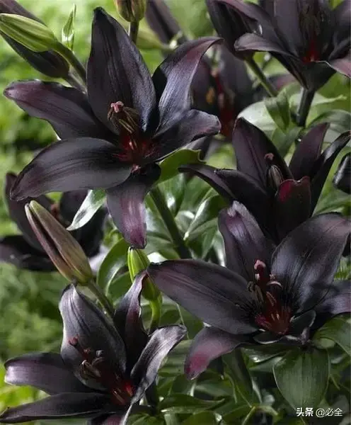 延龄草的花语和传说，延龄草的作用（园林人，这些黑色植物你见过吗）