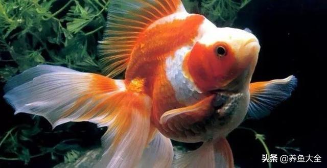 金鱼都有什么品种，金鱼有多少种品种（高颜值金鱼，养金鱼就选这些）