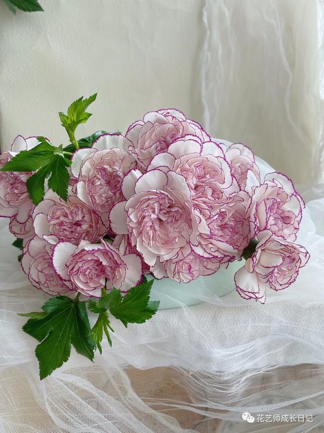 康乃馨花语，康乃馨花语22朵代表什么（却要叫蓝精灵的康乃馨~vol.3）