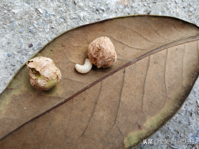 茶油是什么，茶油是什么东西（山茶油原来是这么来的）