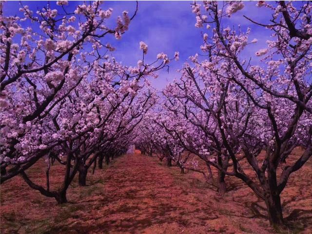 一步一步教你画长城，怎么画长城（他用粉笔在黑板上画出了万里长城、十里桃林还有清明上河图）