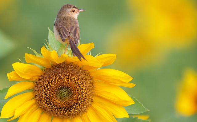 隐忍不发怎么过，隐忍不发是成语吗（怒而不发的星座）