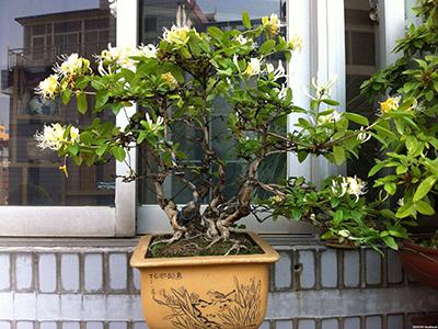 金银花种植技术，金银花的种植技术（金银花盆景怎么养）