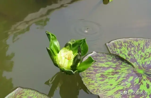 莲花的别称有哪些，莲花的别称有哪些拼音（ 太齐全太珍贵了）