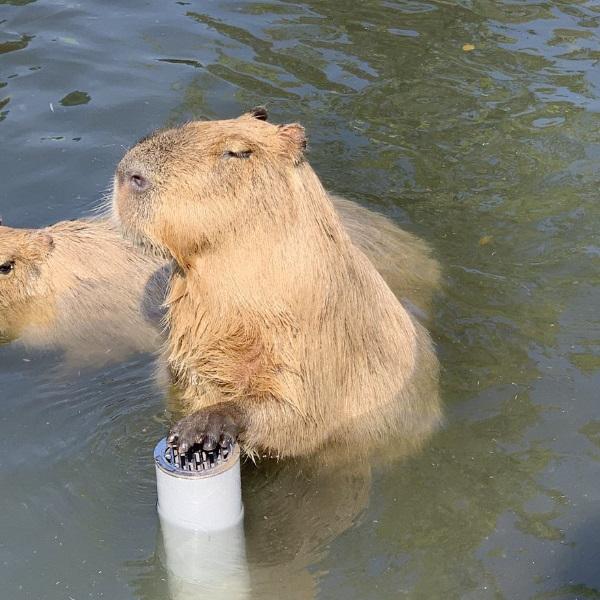 喜歡泡溫泉的動物,動物園裡水豚慵懶趴地上-生肖-榮耀易學