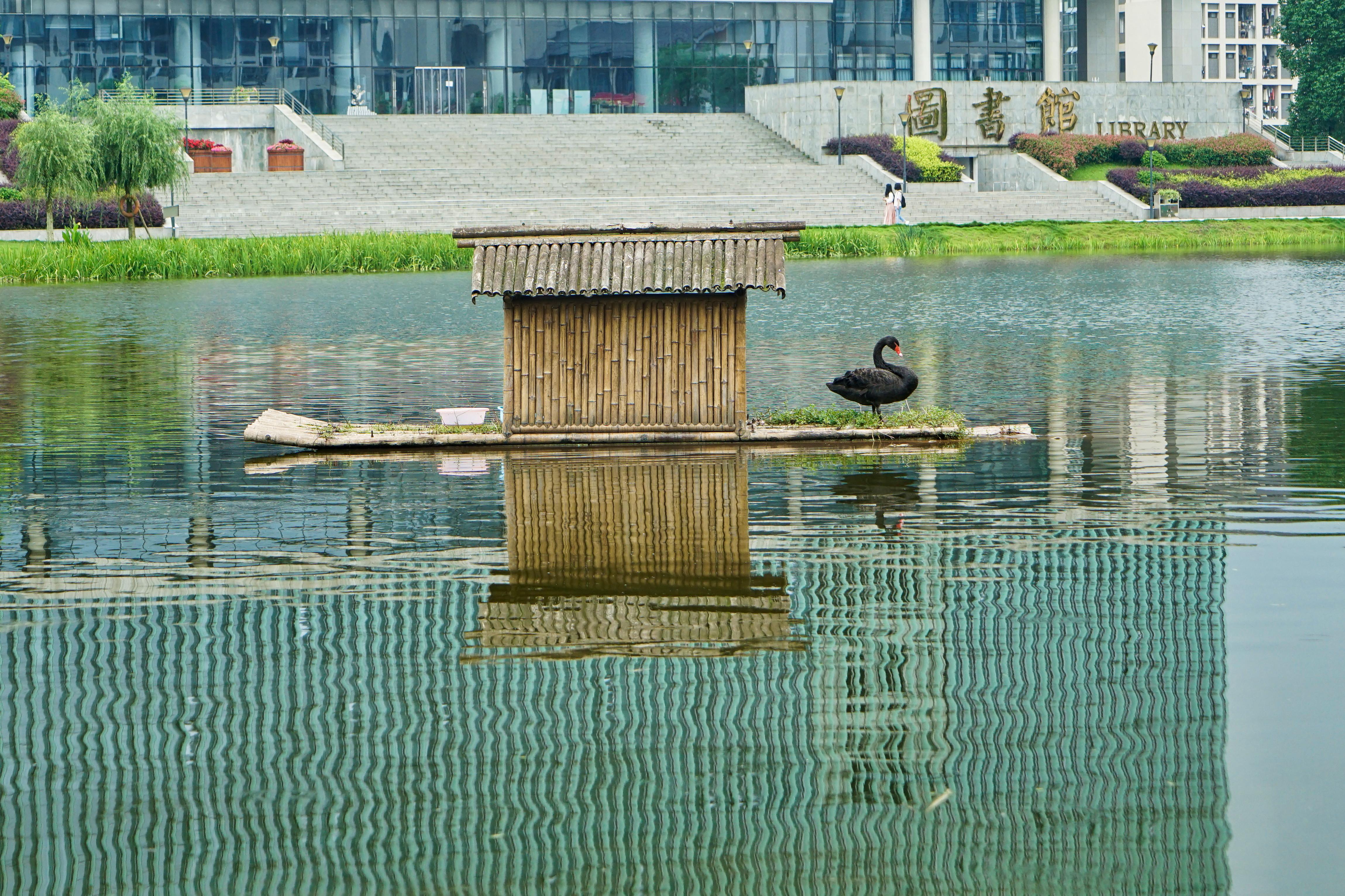 重庆大学城湿地公园图片