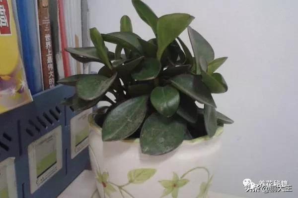 橡皮树的寓意是什么，花匠带你养花之橡皮树养护知识大全