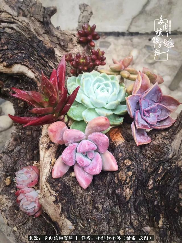 姐妹情深的句子，姐妹情深的句子简短（赏娇媚多肉，忆姐妹情深）