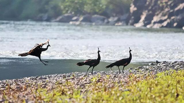 印度的国鸟是什么，印度的国鸟是什么鸟（它是凤凰的原型，如今濒临灭绝）